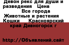 Девон рекс для души и разведения › Цена ­ 20 000 - Все города Животные и растения » Кошки   . Красноярский край,Дивногорск г.